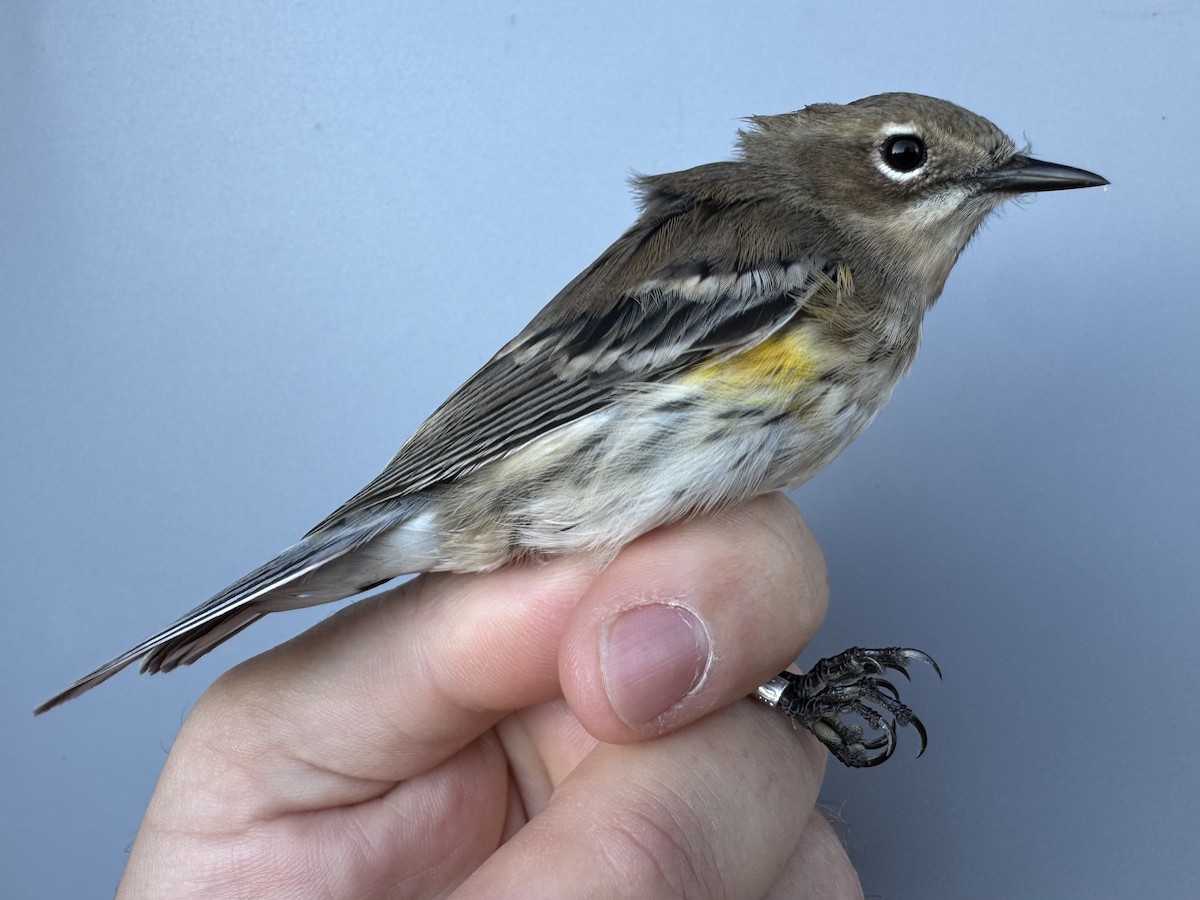 lesňáček žlutoskvrnný (ssp. coronata) - ML643552422