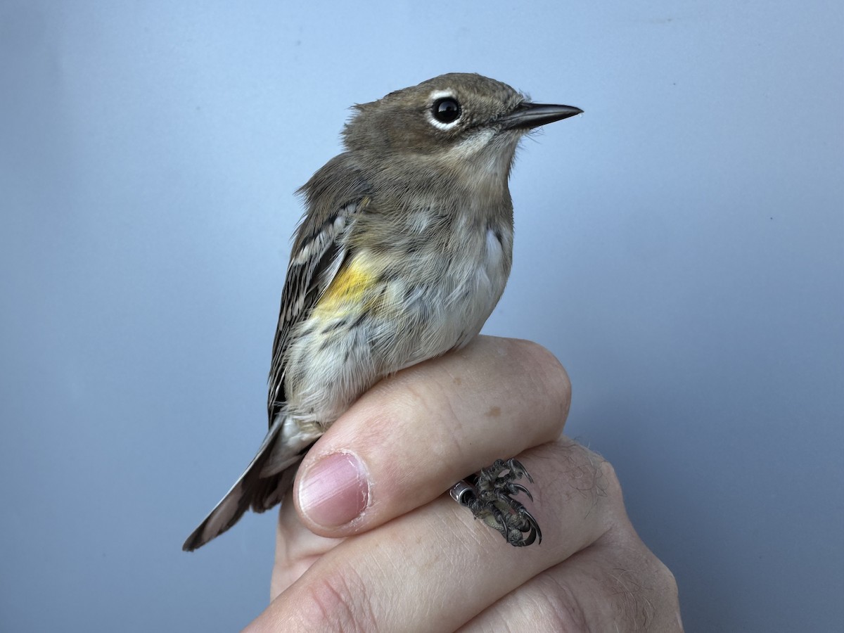 lesňáček žlutoskvrnný (ssp. coronata) - ML643552423