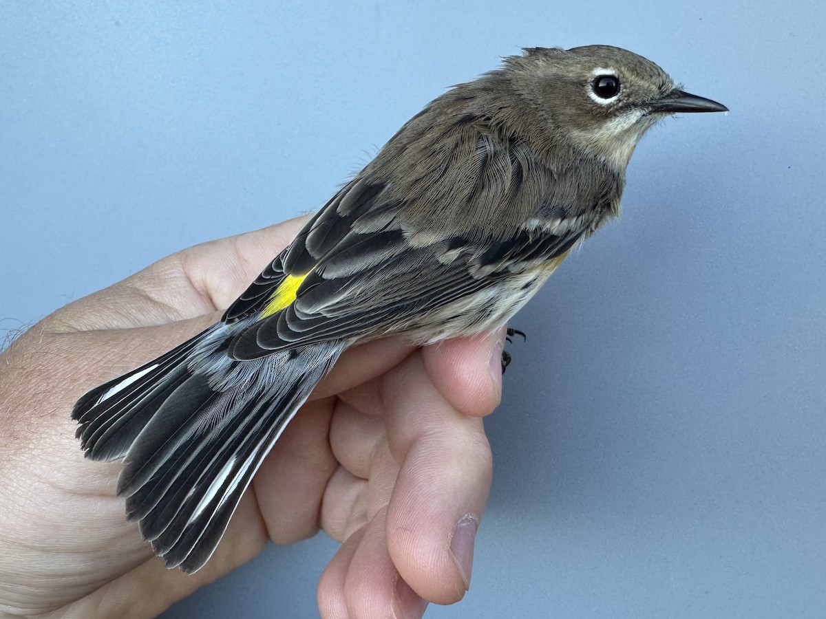 lesňáček žlutoskvrnný (ssp. coronata) - ML643552424
