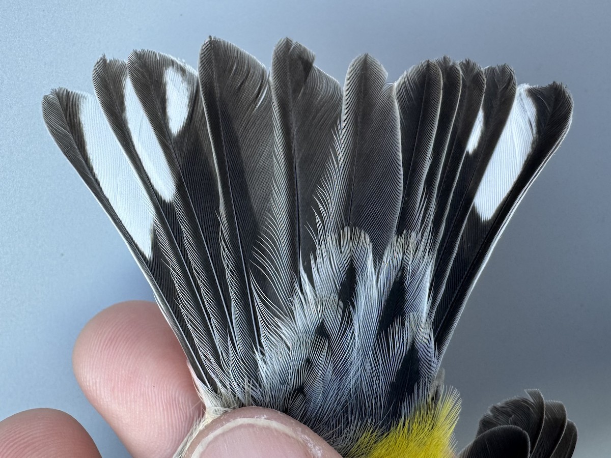 lesňáček žlutoskvrnný (ssp. coronata) - ML643552425