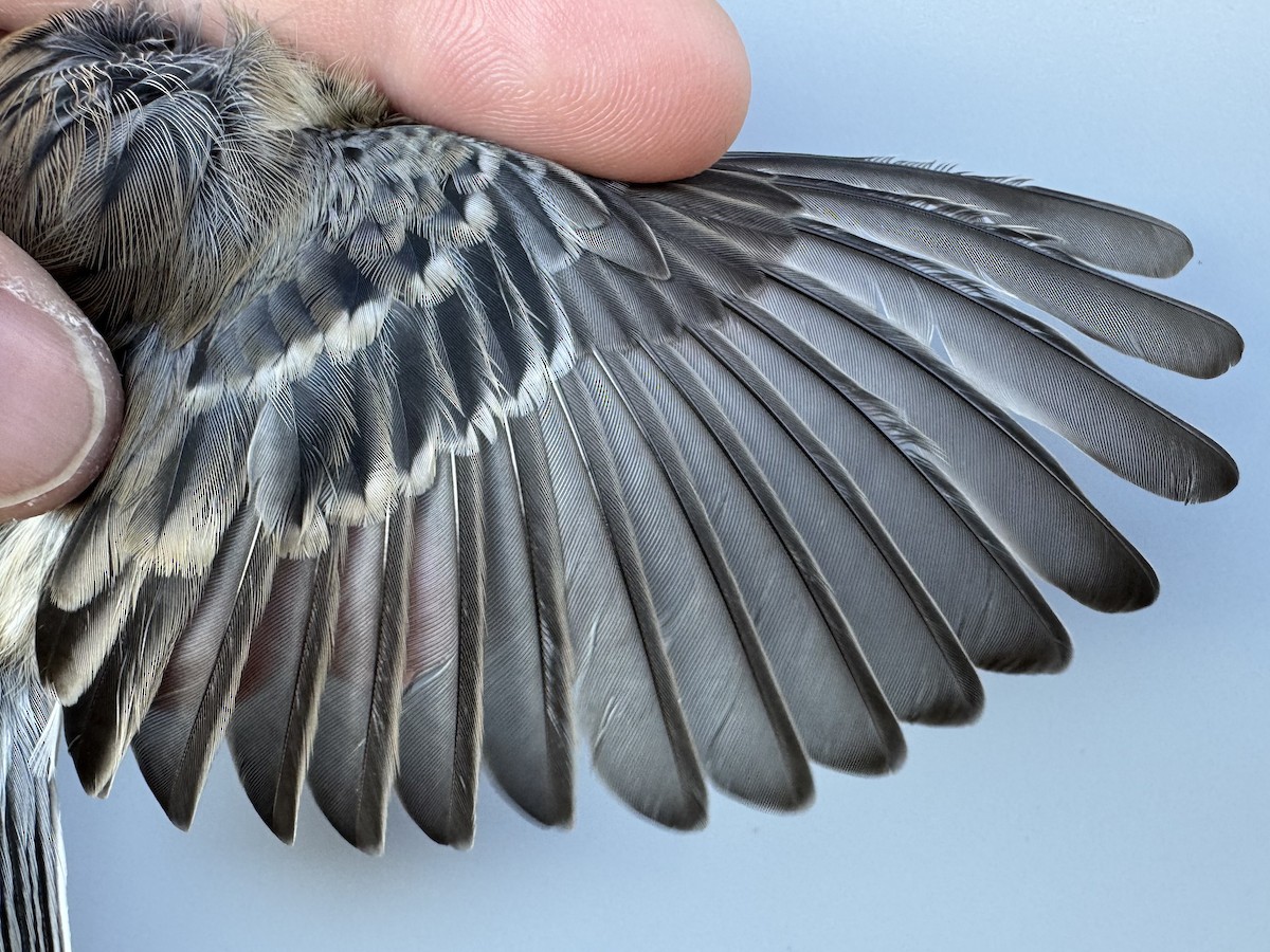 lesňáček žlutoskvrnný (ssp. coronata) - ML643552426