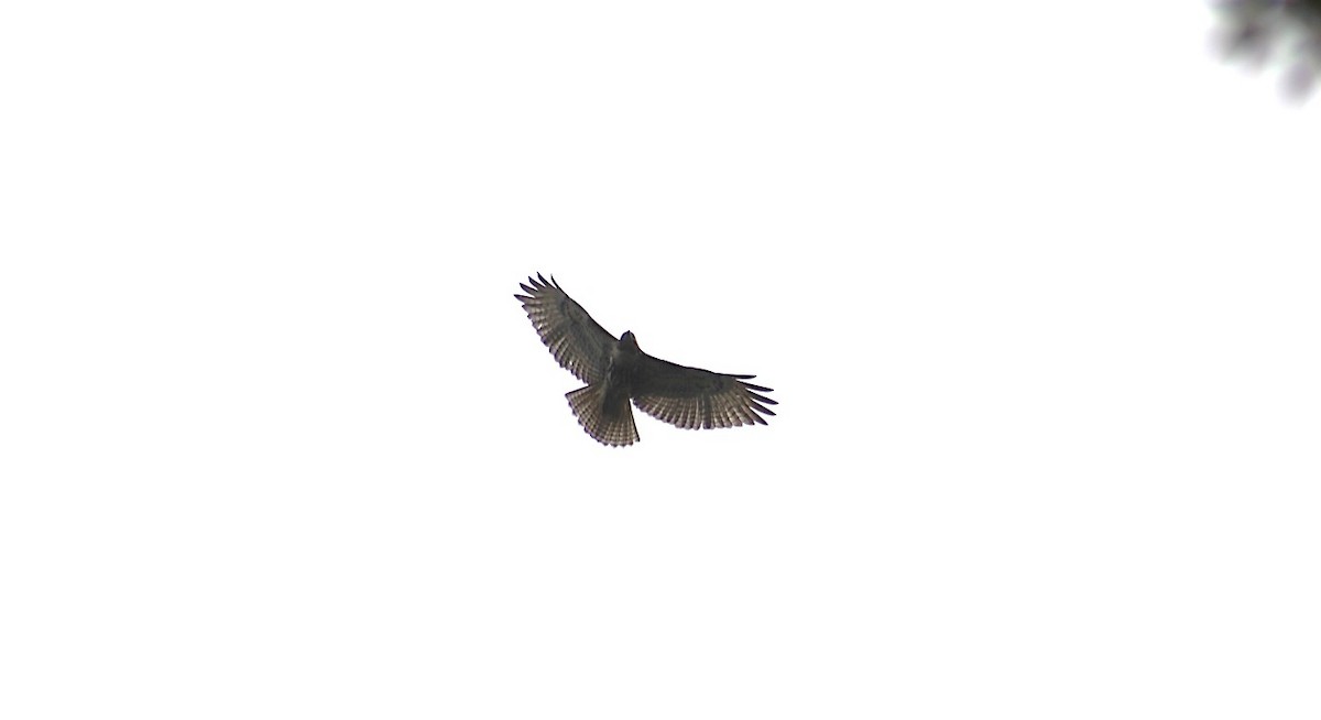 カタアカノスリ - ML643552427