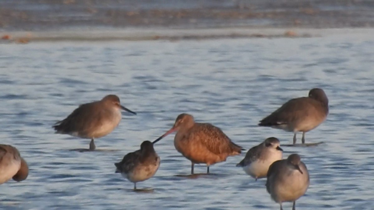 Willet - ML643552438