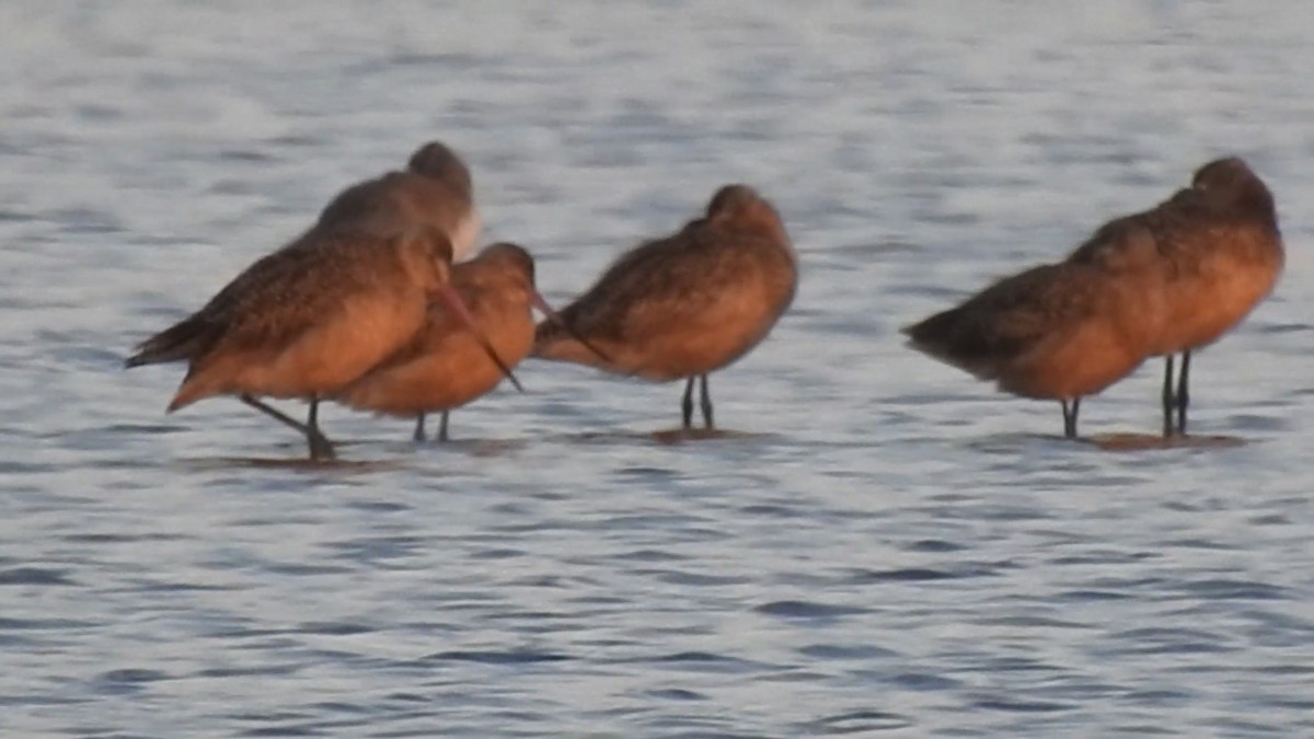 Marbled Godwit - ML643552452