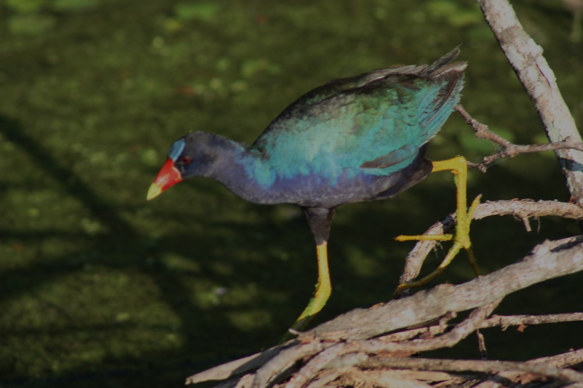 Purple Gallinule - ML643552460