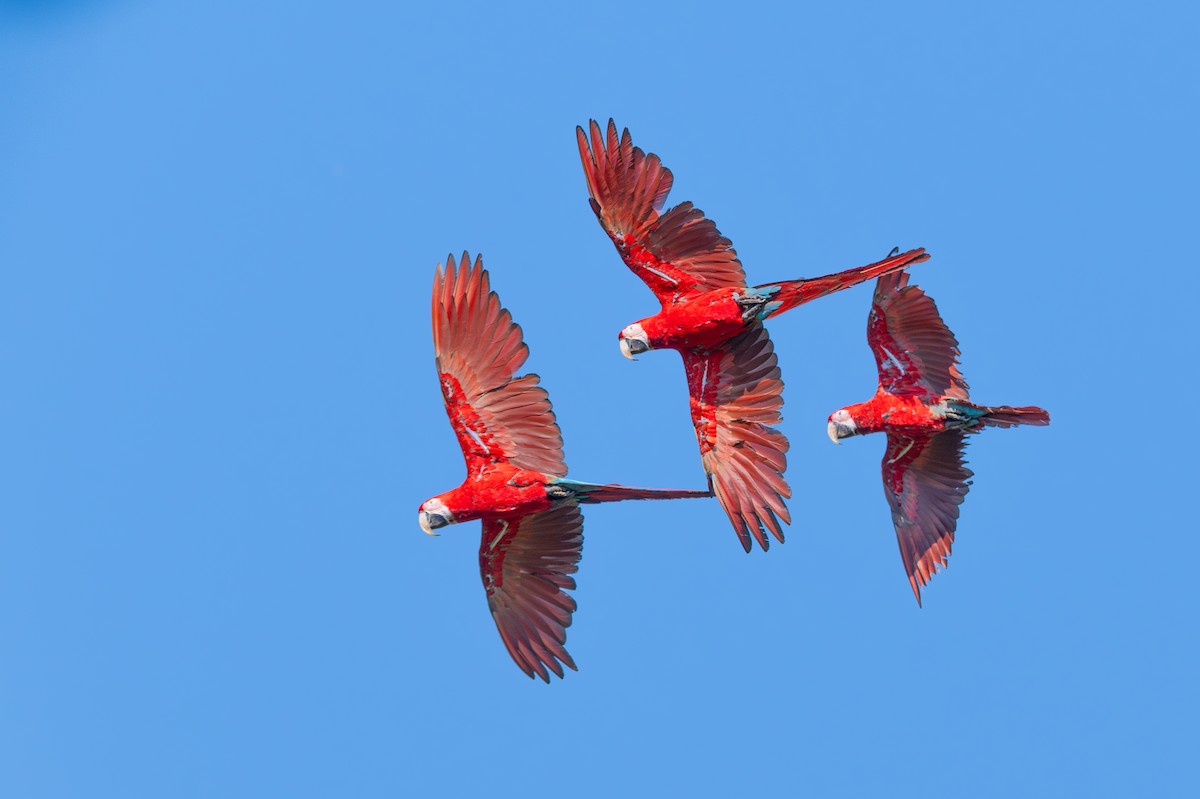 Red-and-green Macaw - ML643552479