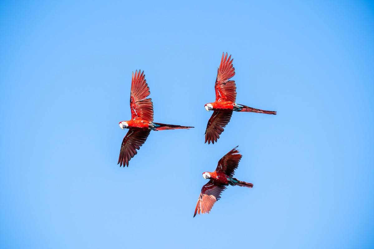 Red-and-green Macaw - ML643552480