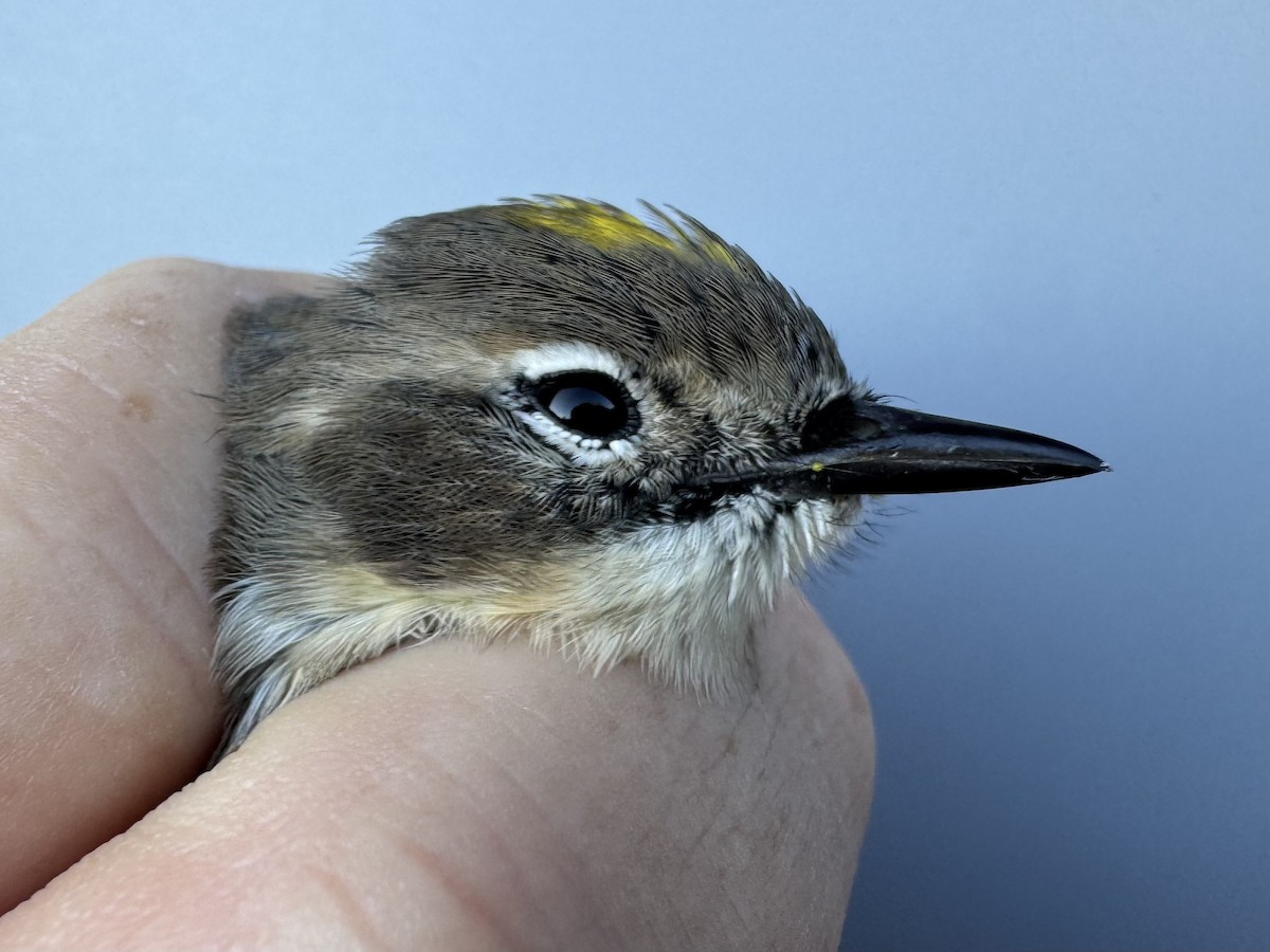 lesňáček žlutoskvrnný (ssp. coronata) - ML643552486
