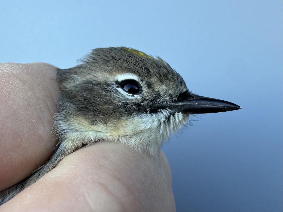 lesňáček žlutoskvrnný (ssp. coronata) - ML643552487