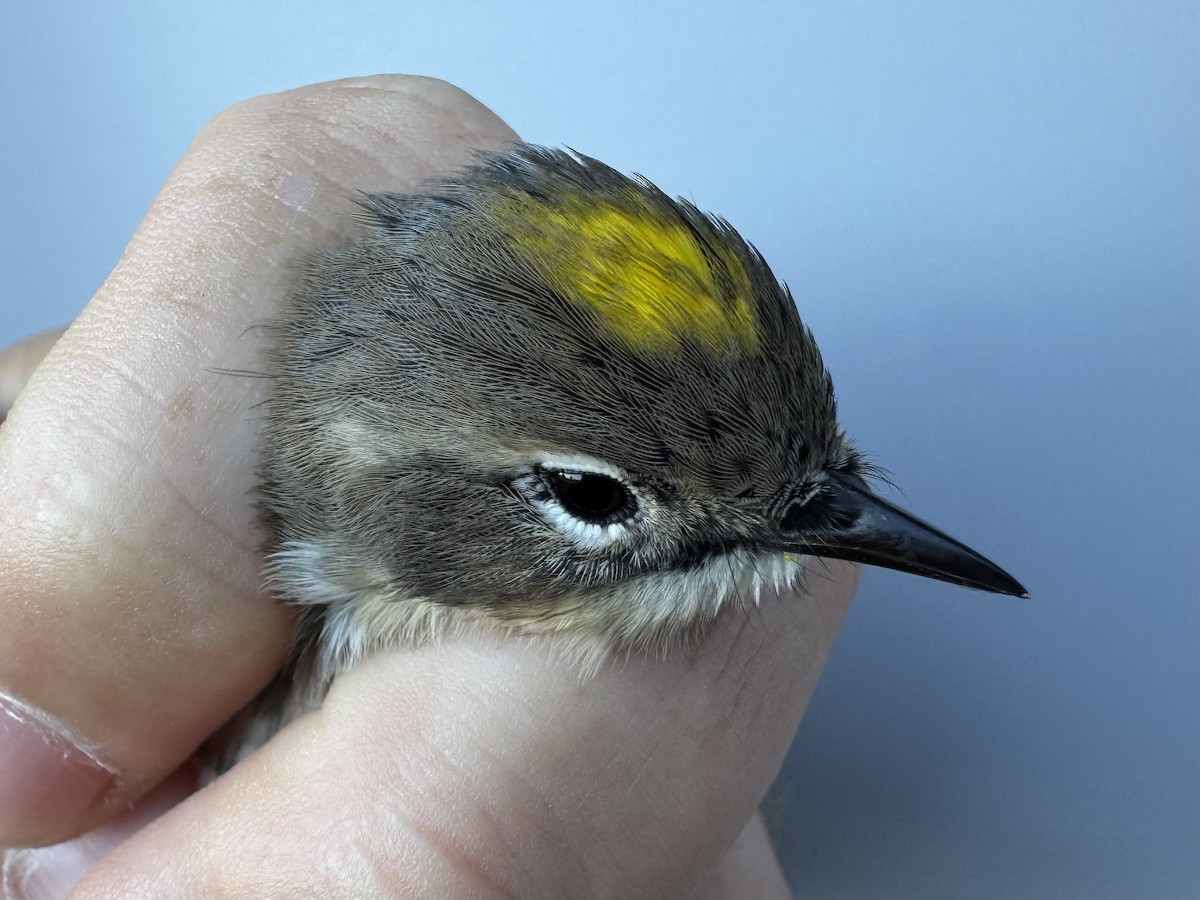 lesňáček žlutoskvrnný (ssp. coronata) - ML643552488