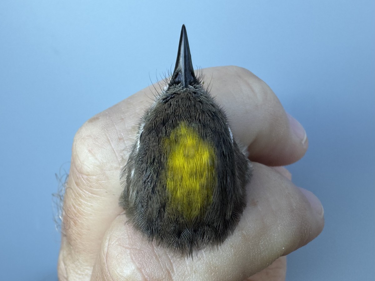 lesňáček žlutoskvrnný (ssp. coronata) - ML643552489