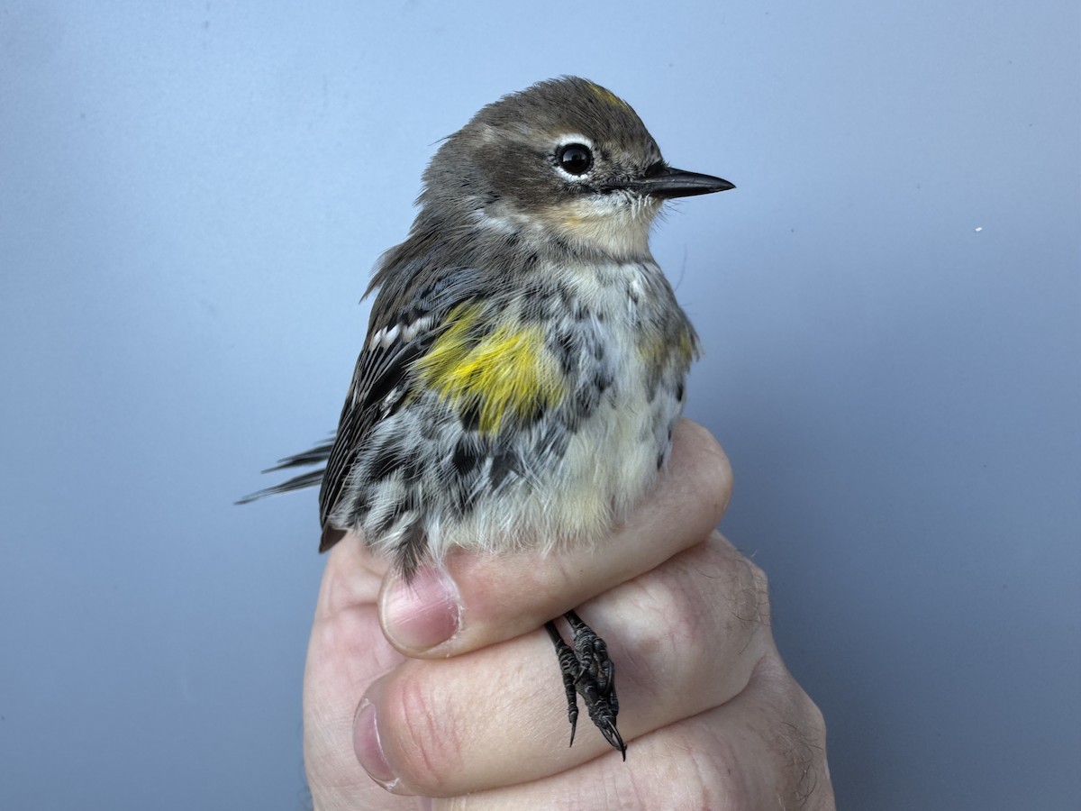 lesňáček žlutoskvrnný (ssp. coronata) - ML643552490