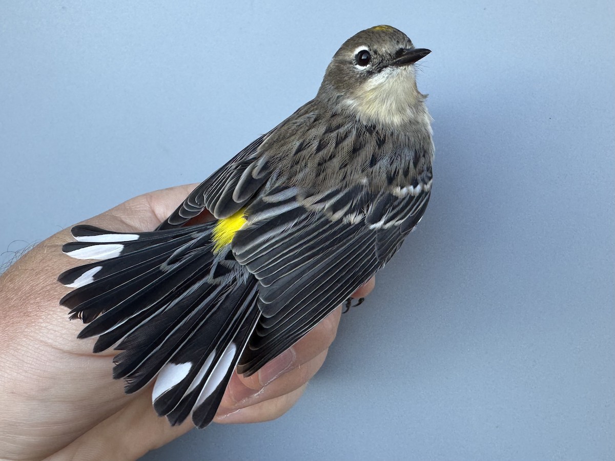 lesňáček žlutoskvrnný (ssp. coronata) - ML643552491