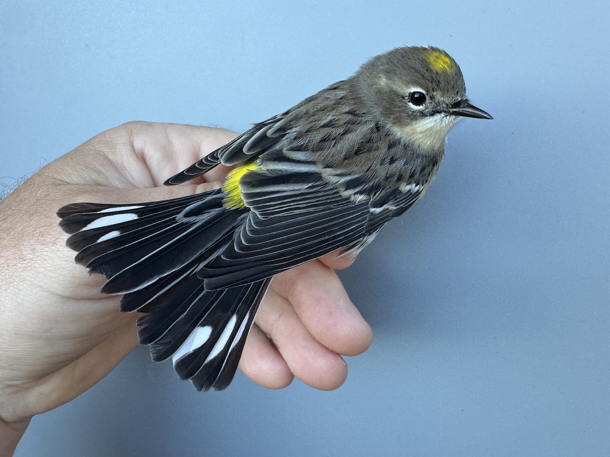 lesňáček žlutoskvrnný (ssp. coronata) - ML643552492