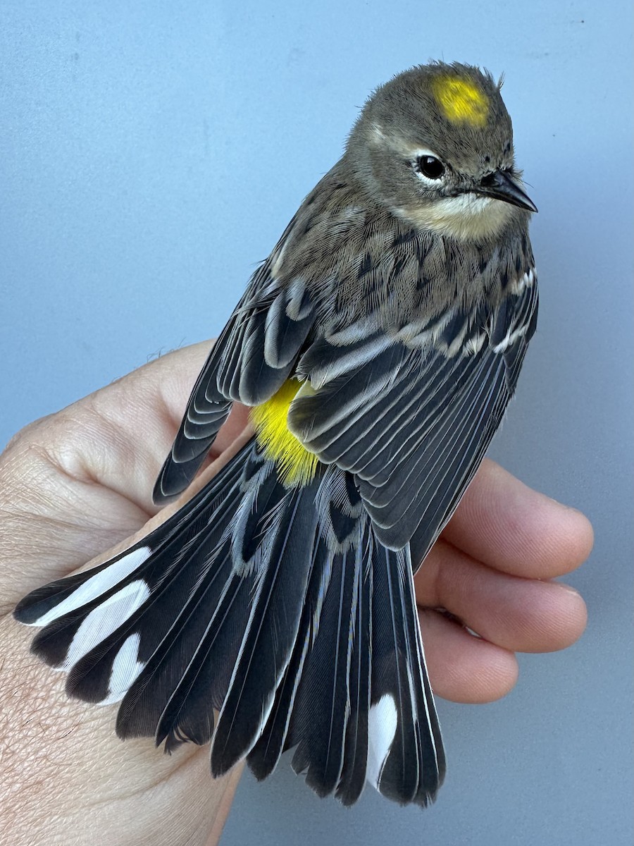 lesňáček žlutoskvrnný (ssp. coronata) - ML643552493