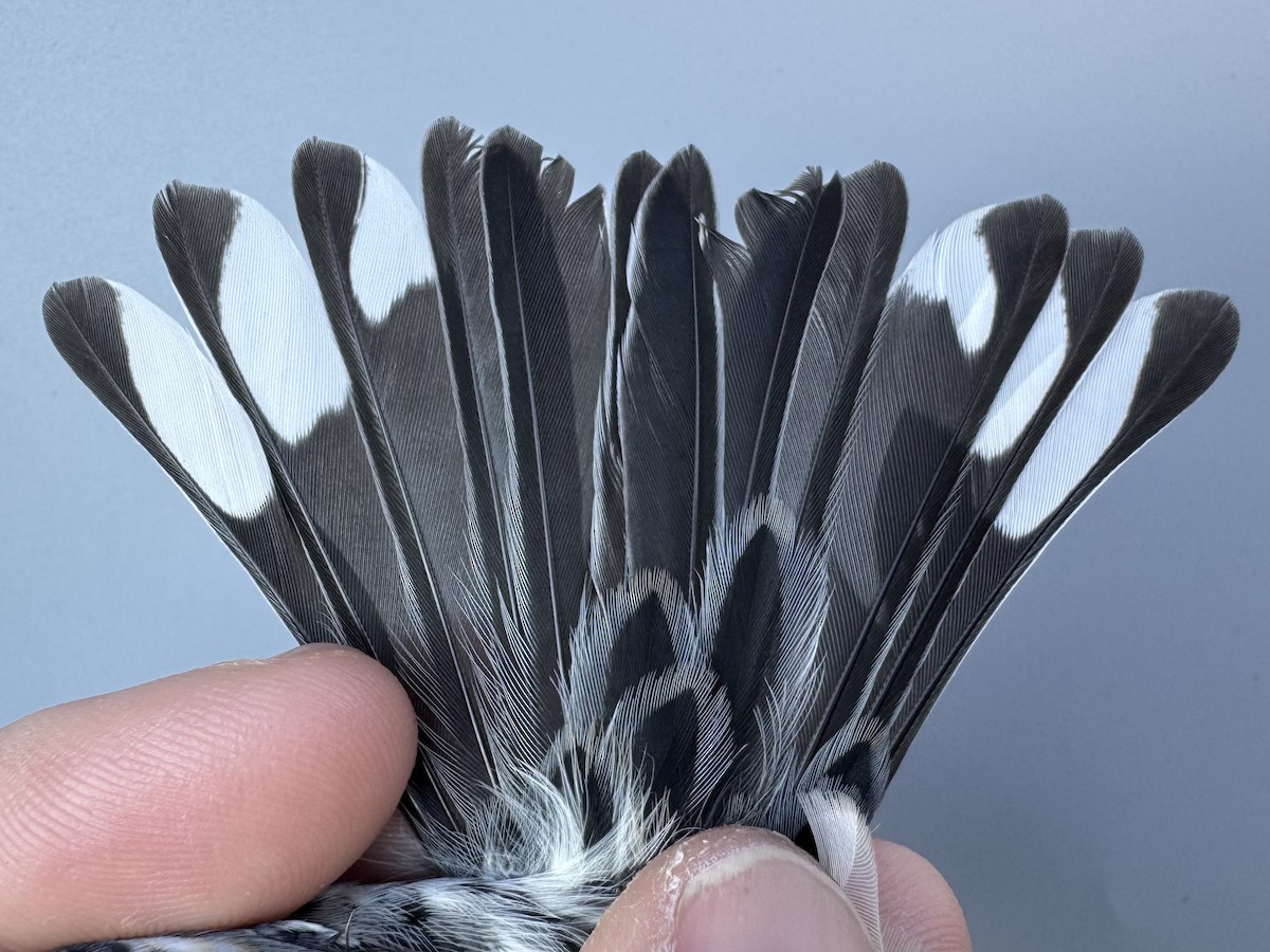 lesňáček žlutoskvrnný (ssp. coronata) - ML643552494