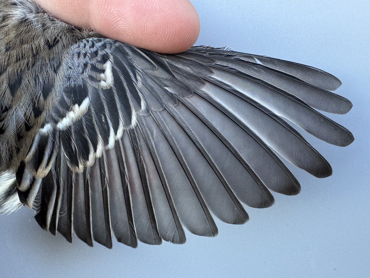 lesňáček žlutoskvrnný (ssp. coronata) - ML643552495