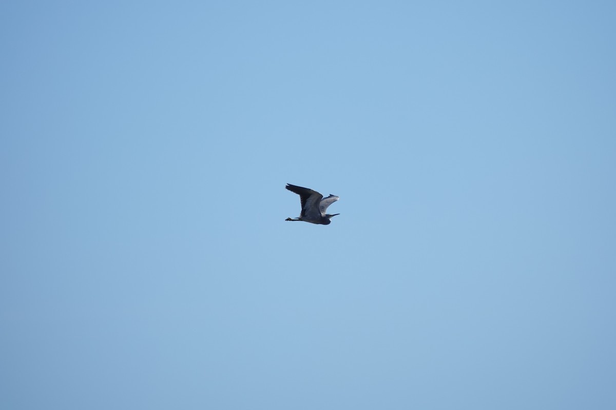 白臉鷺 - ML643552497