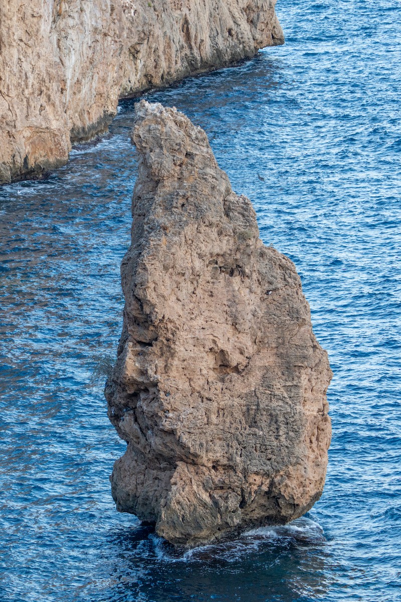 Felsentaube - ML643552506
