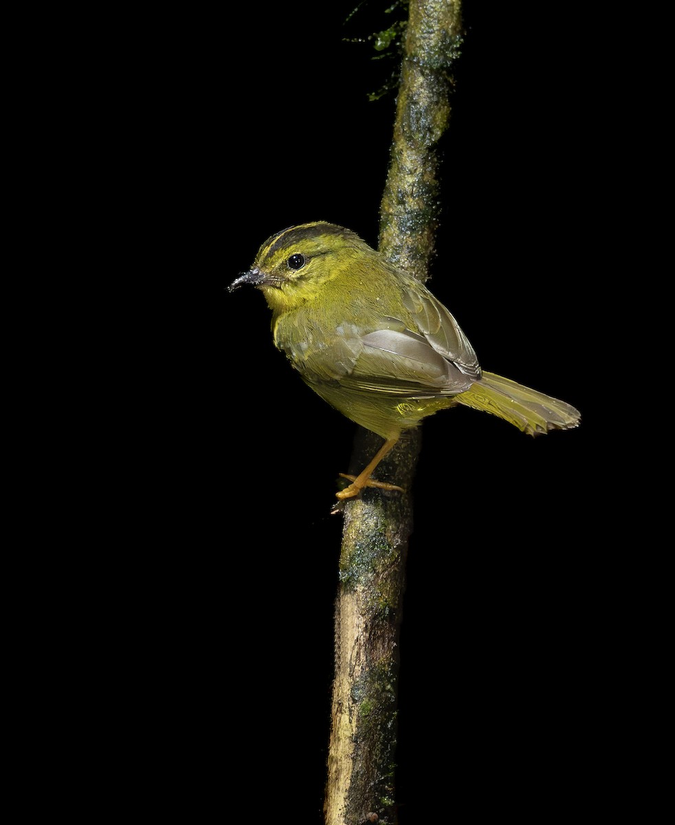 Choco Warbler - ML643552507