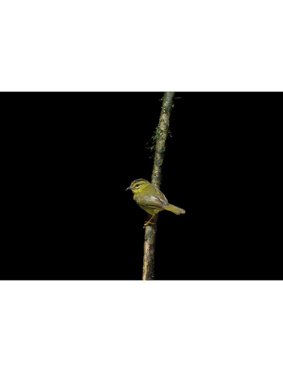 Choco Warbler - ML643552508