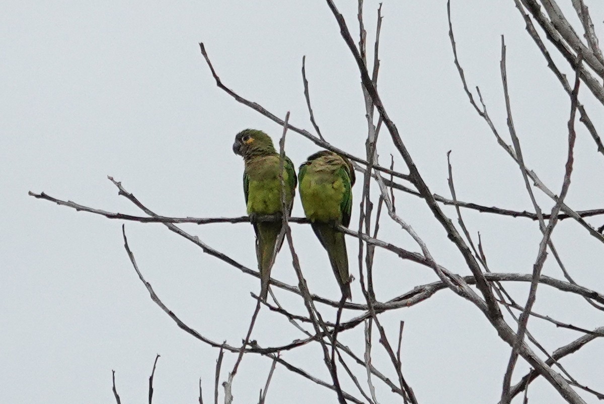 Brown-throated Parakeet - ML643552522