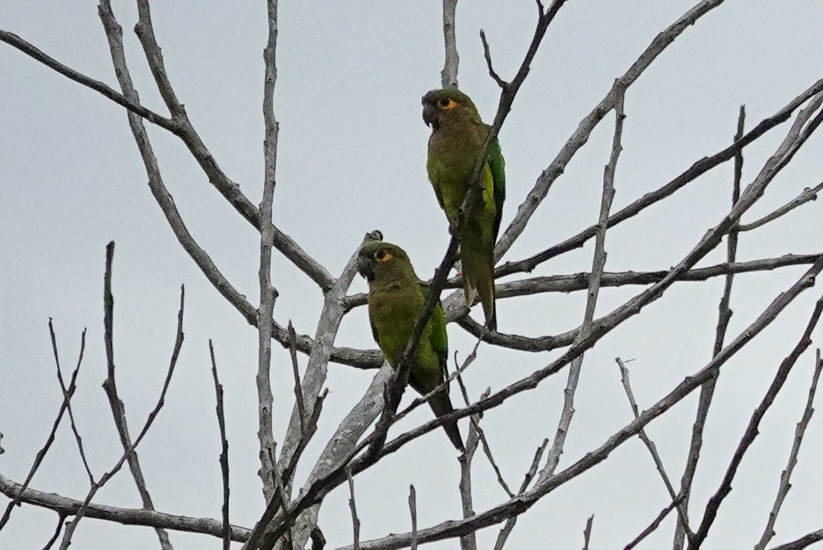 Brown-throated Parakeet - ML643552523