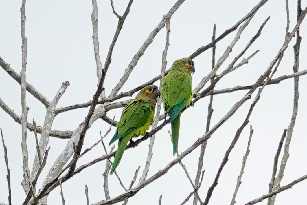 Brown-throated Parakeet - ML643552524