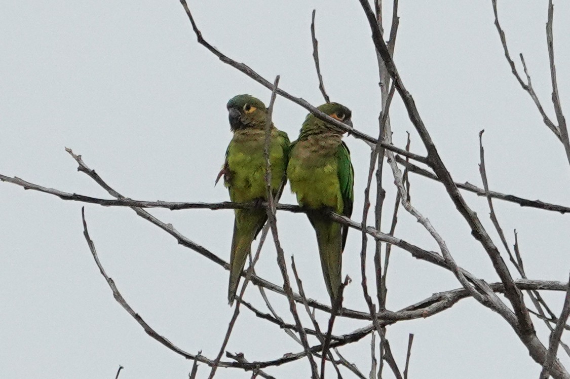 Brown-throated Parakeet - ML643552525