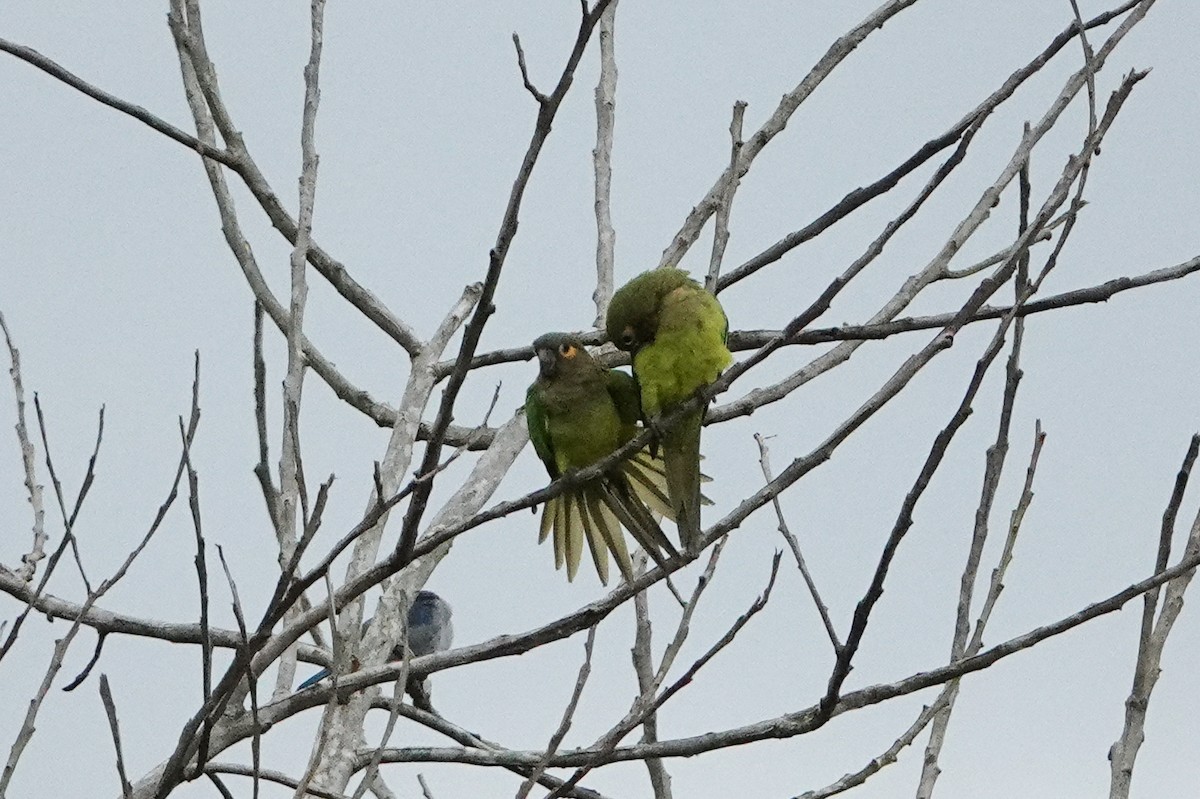 Brown-throated Parakeet - ML643552526