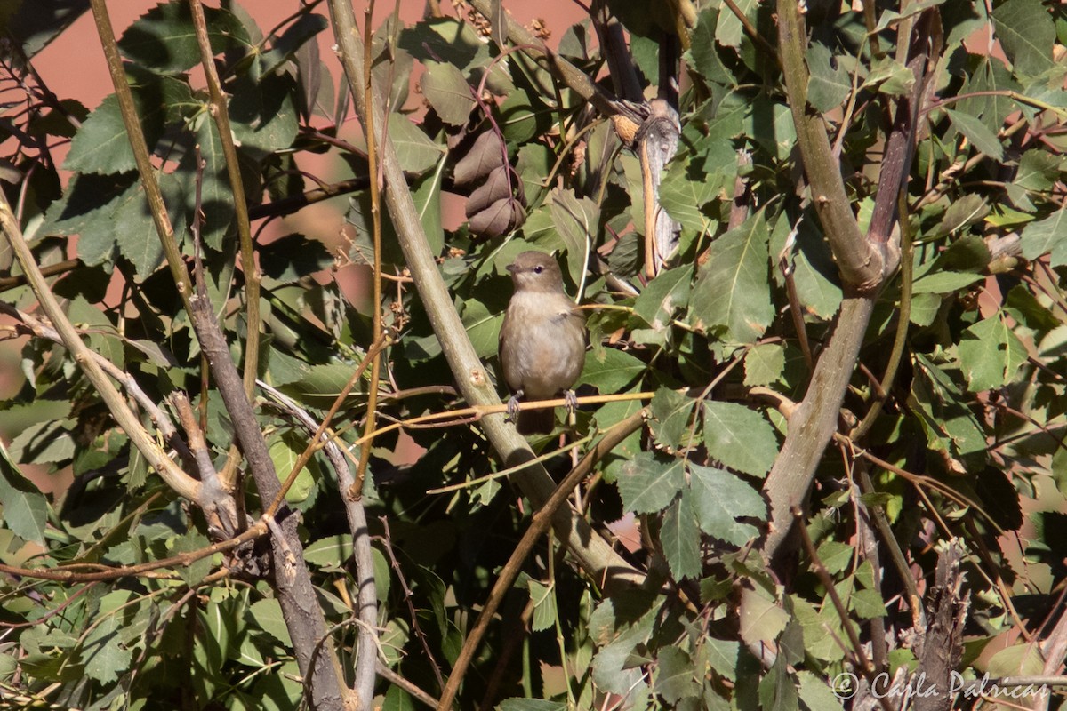 Garden Warbler - ML643552535