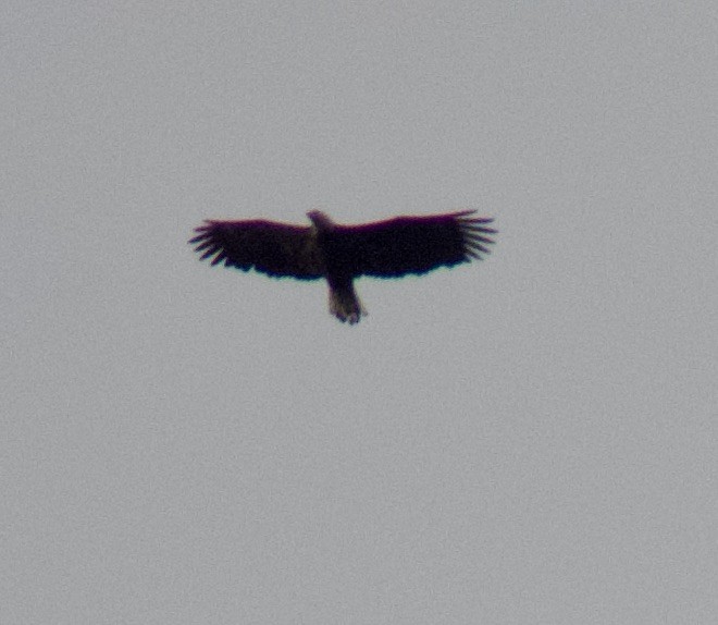 Bald Eagle - ML643552536