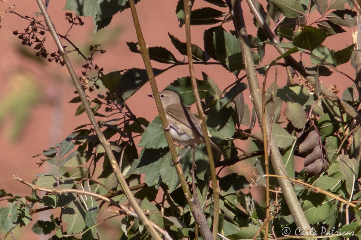 Garden Warbler - ML643552539