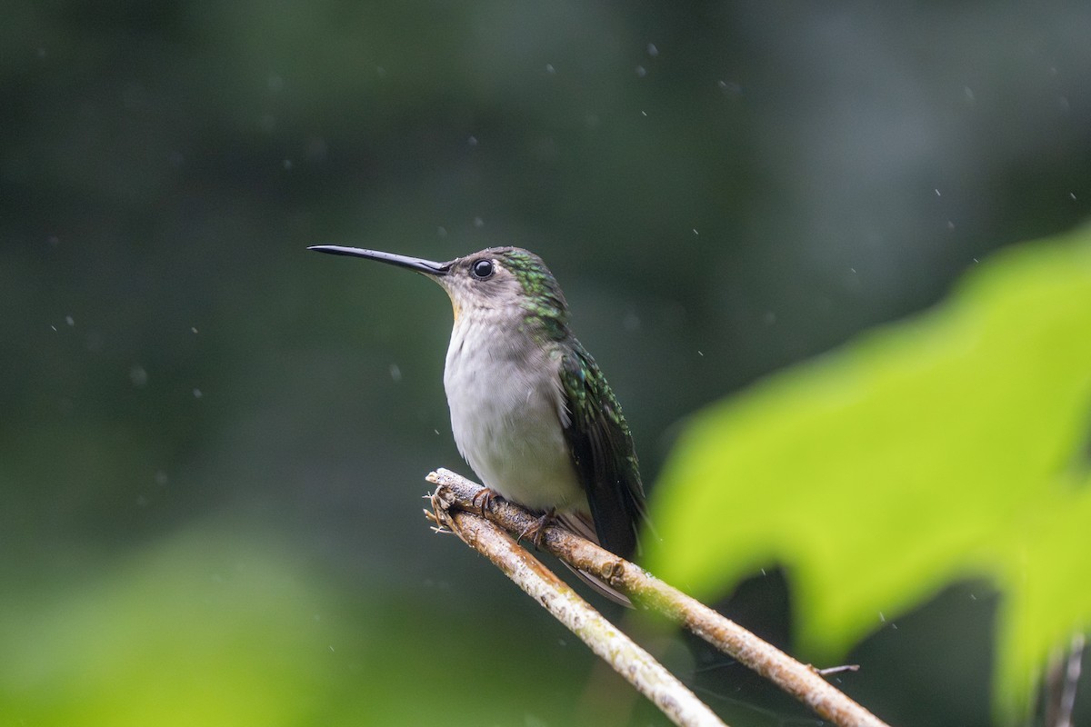 Колібрі-шаблекрил юкатанський (підвид curvipennis) - ML643552559