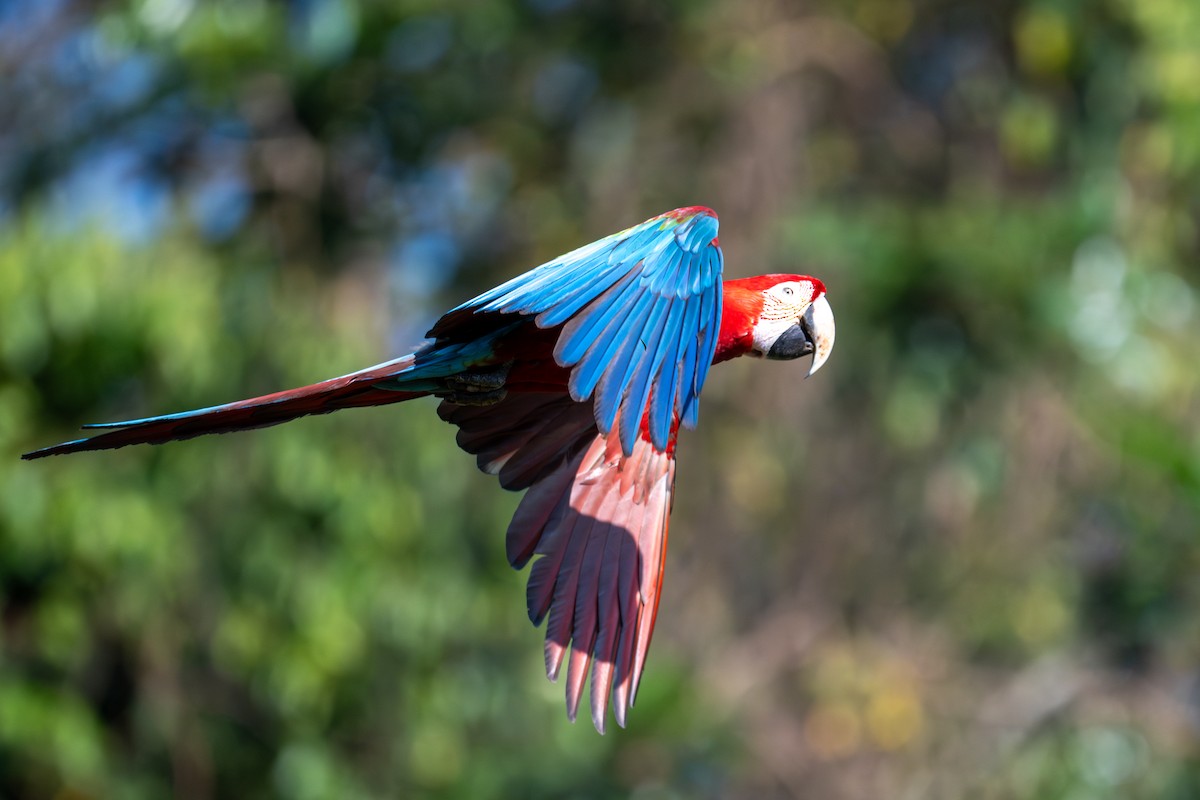 Red-and-green Macaw - ML643552562