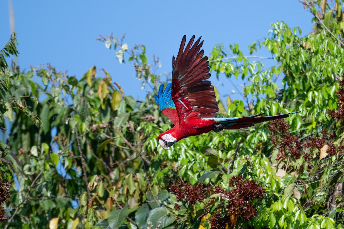 Red-and-green Macaw - ML643552563