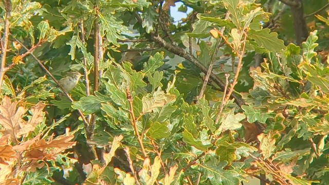 עלווית צהובת-גבות - ML643552592