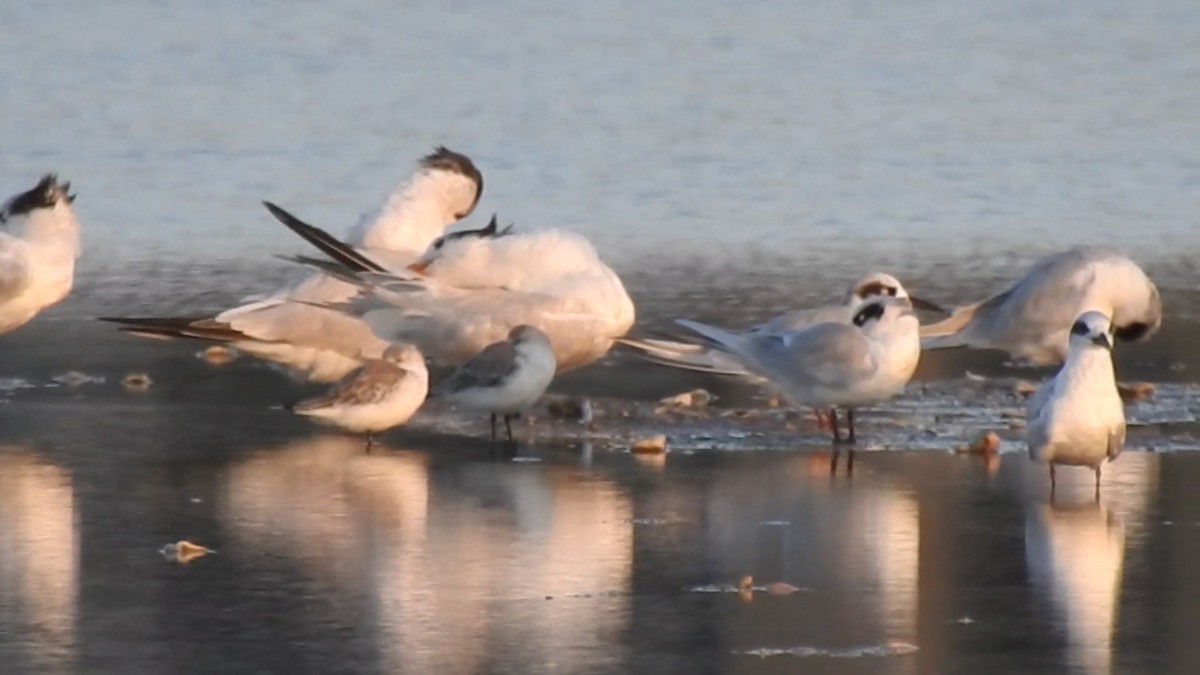 Forster's Tern - ML643552595