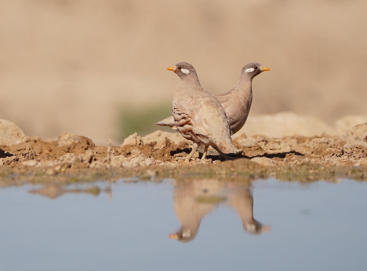 Sand Partridge - ML643552597