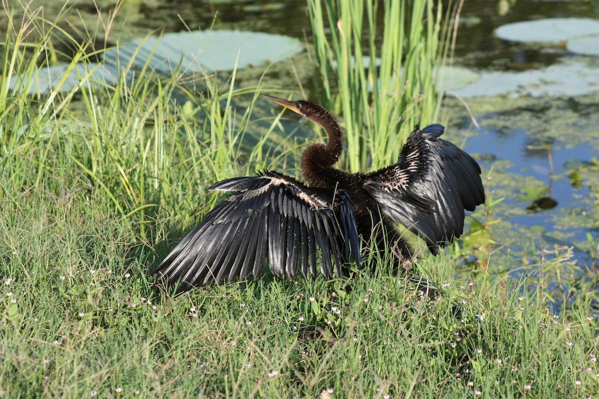 Anhinga - ML643552599
