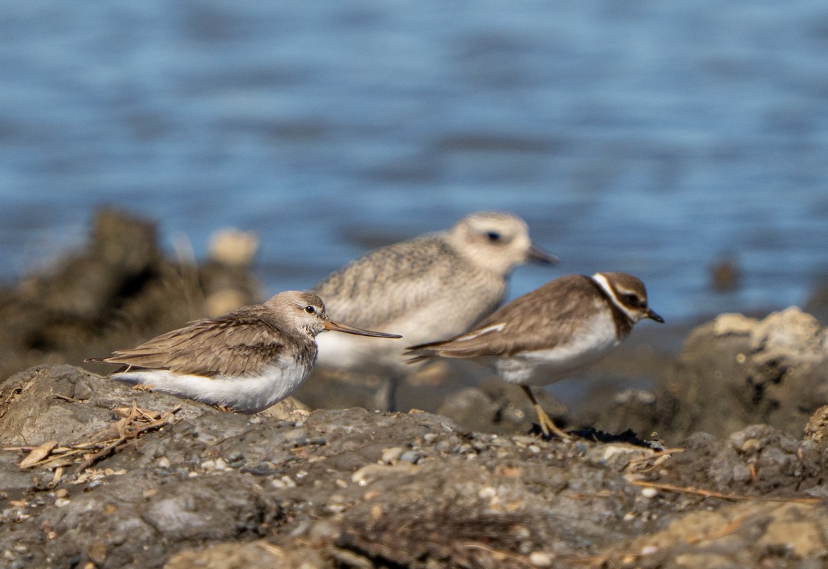 Terek Sandpiper - ML643552601