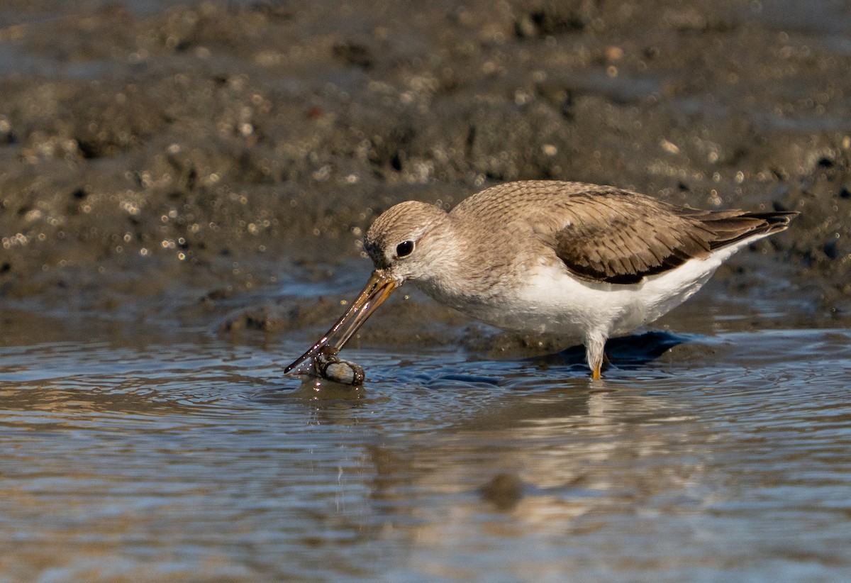 Terek Sandpiper - ML643552602
