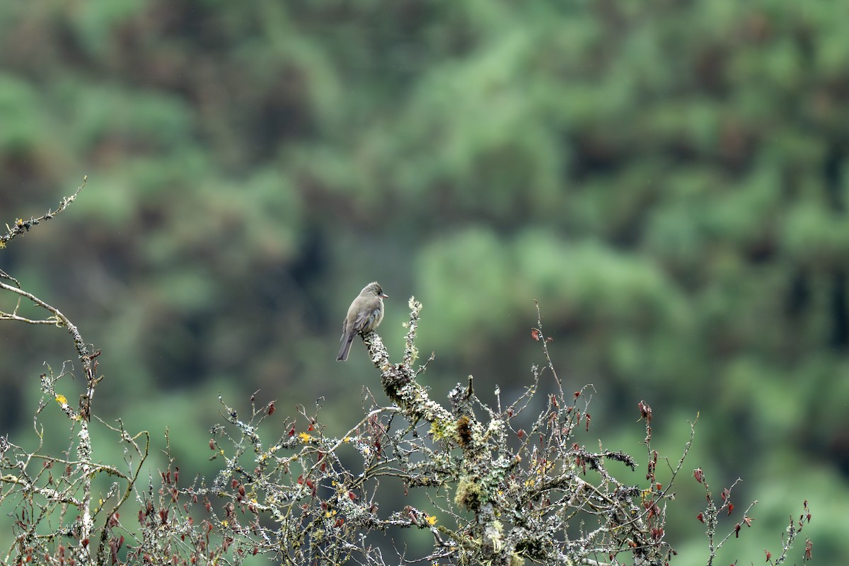 Greater Pewee (Mexican) - ML643552622