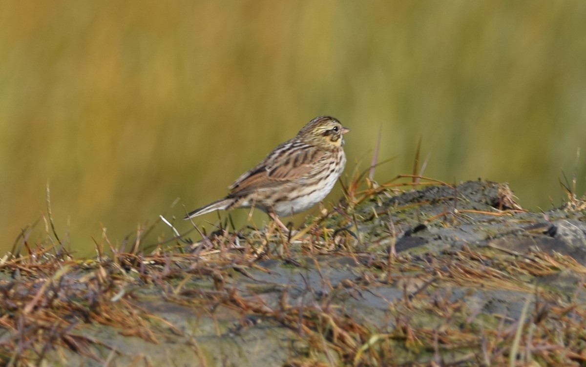 Savannah Sparrow - ML643552624