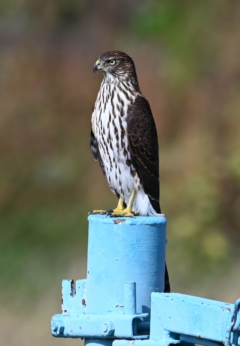 Cooper's Hawk - ML643552631