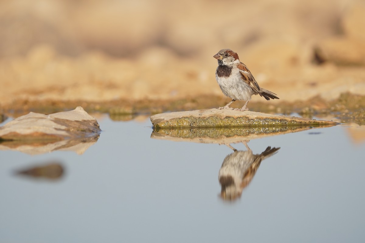 House Sparrow - ML643552632