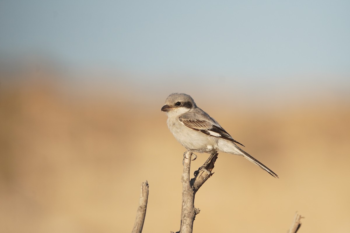 Great Gray Shrike - ML643552633