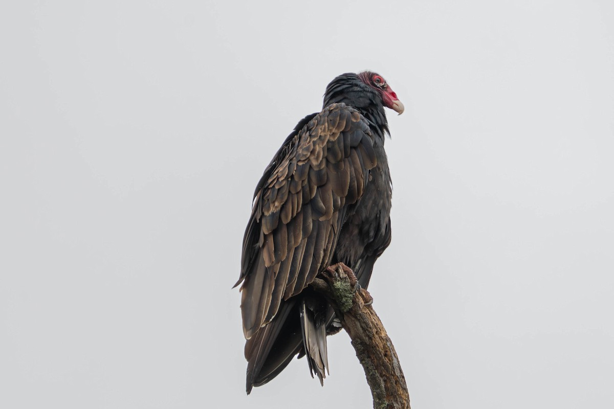 Turkey Vulture - ML643552634
