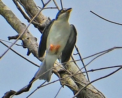 Hooded Tanager - ML643552635