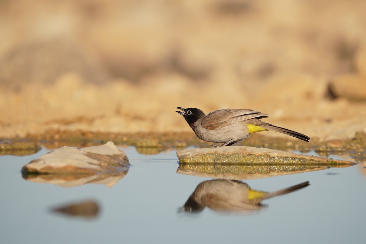White-spectacled Bulbul - ML643552636